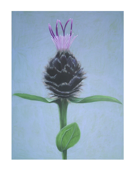 KNAPWEED by Shyama Ruffell