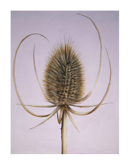 TEAZLE by Shyama Ruffell